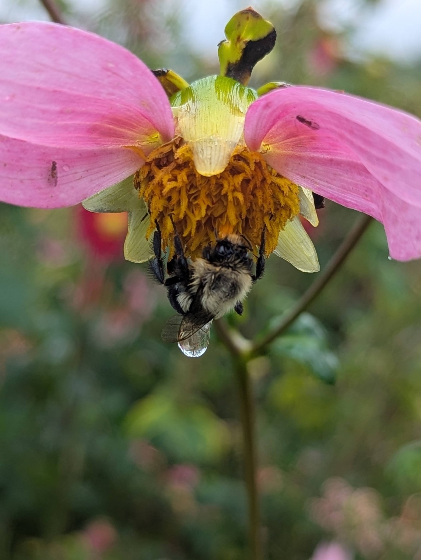 A bumblebee resting under a pink dahlia